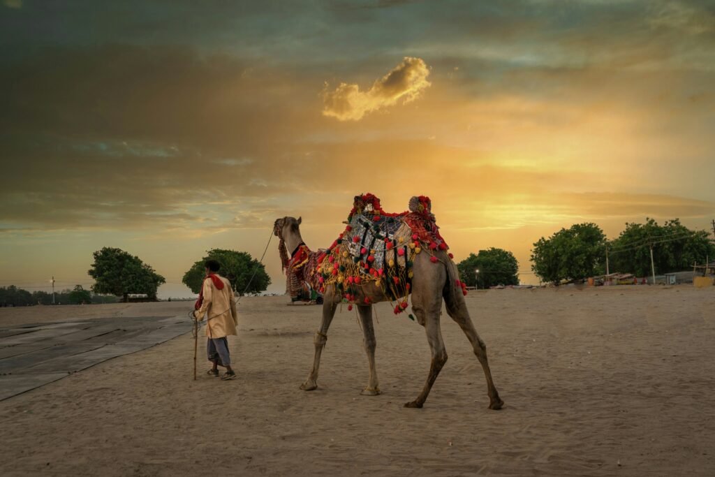 Man leading a decorated camel across sandy ground at sunset with a golden sky and scattered clouds in the background.