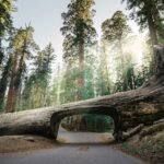 Luxury Family Glamping Near Sequoia Under $300: Affordable Comfort and Adventure for 2025
