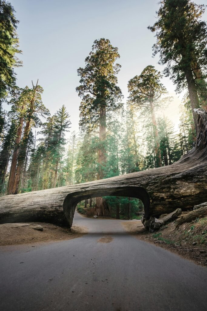 luxury family glamping Sequoia 2025 campfire scene, tall sequoia trees Sequoia National Park California, cozy glamping tent interior luxury Sequoia, family reading in luxury glamping tent Sequoia