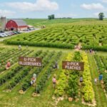 U-Pick Farms & Summer Corn Mazes: Road Trip Guide 2026