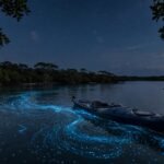 Caribbean Bioluminescent Bays: Best Islands for 2026